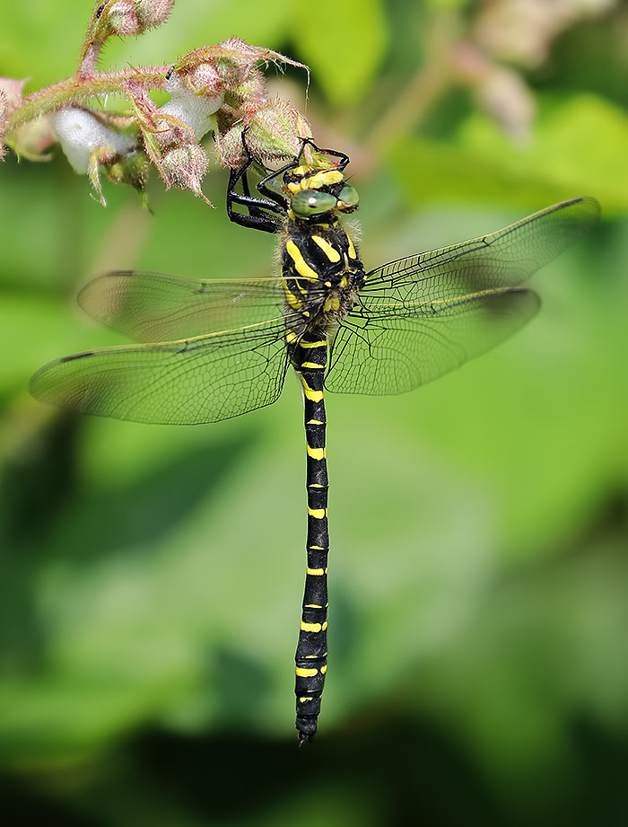 golden-ringed dragonfly